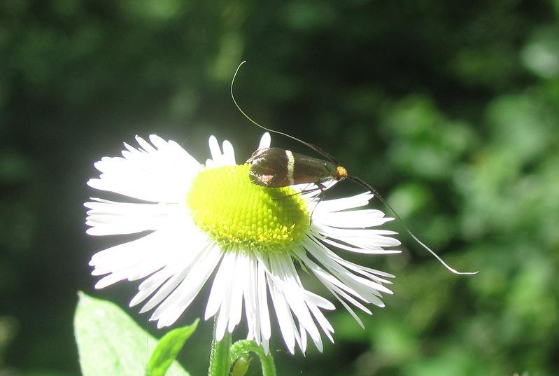 Adelidae da ID - Adela australis